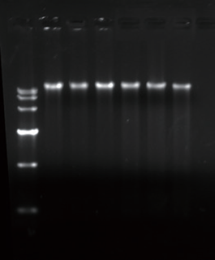 plant genomic DNA kit spin column