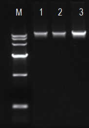 bacterial genomic DNA kit spin column