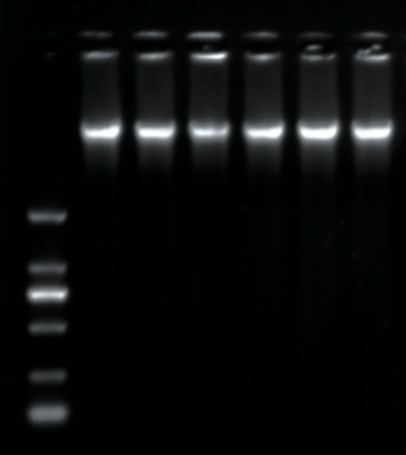 plant tissue genomic dna extraction kits